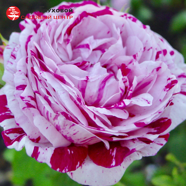 Основное изображение товара