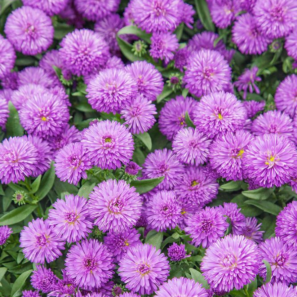 Основное изображение товара