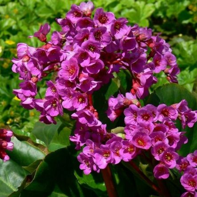 Бадан сердцелистный Ротблюм