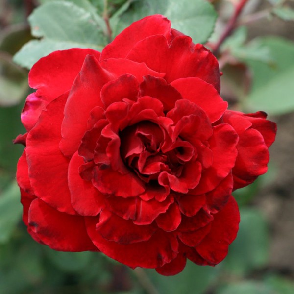 Роза чайно-гибридная Graaf Lennar / Marcel Pagnol