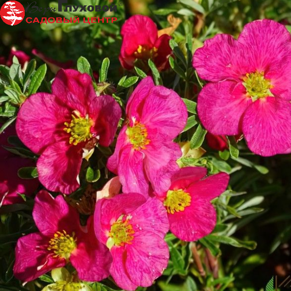 Основное изображение товара