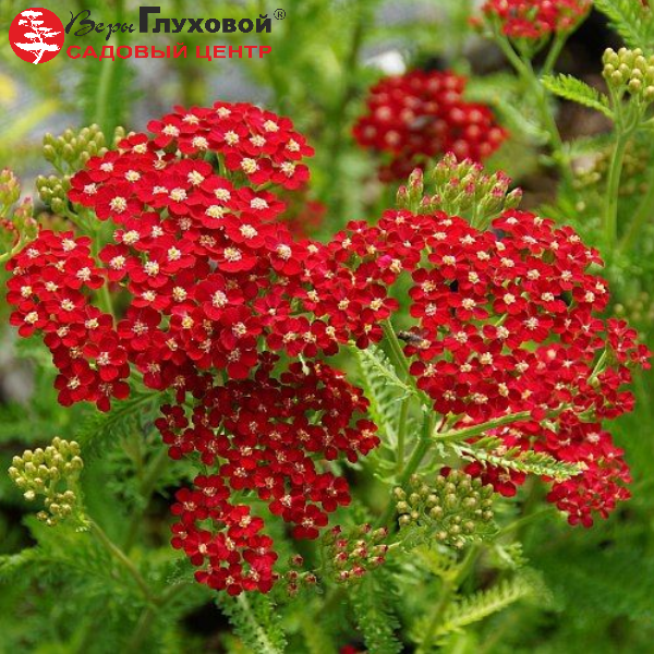 Основное изображение товара