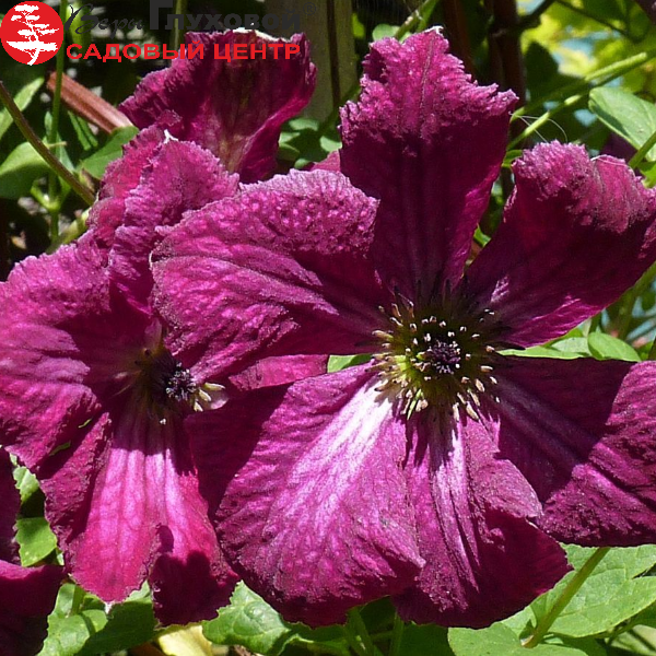 Клематис витицелла Рубра