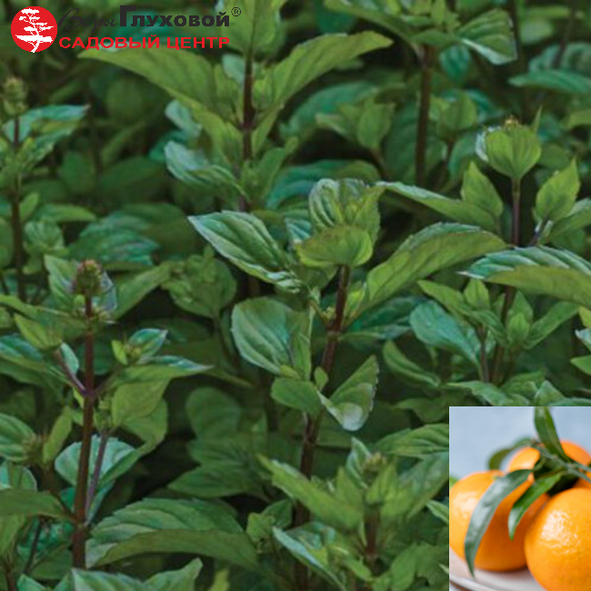 Основное изображение товара