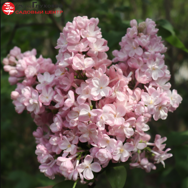 Основное изображение товара