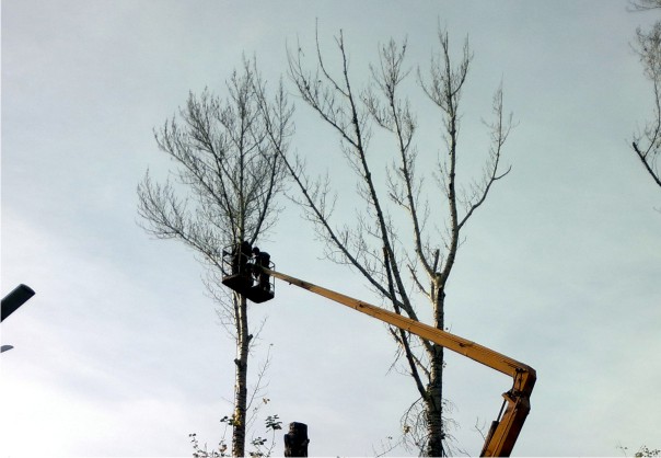 Обрезка деревьев и кустарников Обрезка деревьев и кустарников