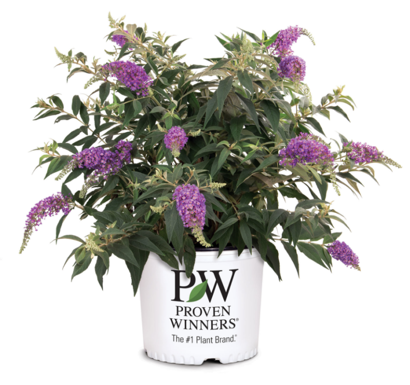 Основное изображение товара