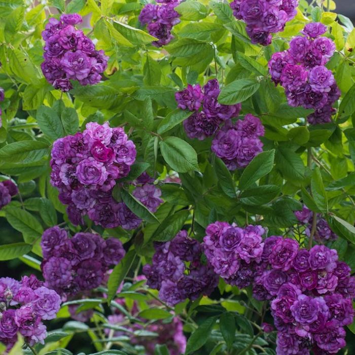 Основное изображение товара