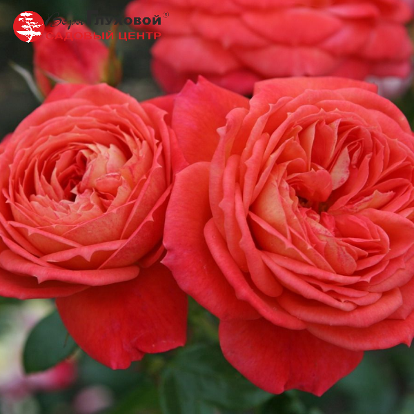 Основное изображение товара