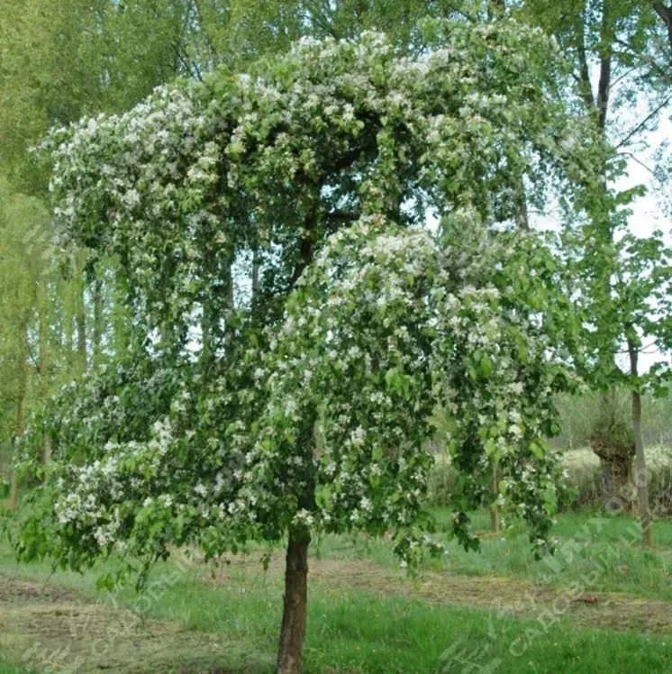 apple_tree.webp Яблоня весной в цветении