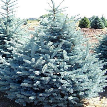 Основное изображение товара