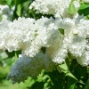 Сирень обыкновенная (Syringa vulgaris) Защитникам Бреста С3 СП/25