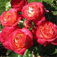 Основное изображение товара