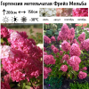 Гортензия метельчатая "Фрейз Мельба" на фото