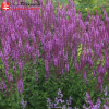Шалфей дубравный (Salvia nemerosa) Аметист С3 СП/24