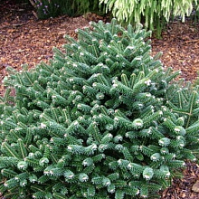 Пихта корейская 