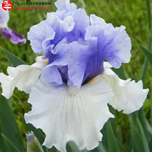 Основное изображение товара