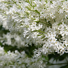 Основное изображение товара