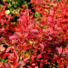 Барбарис Тунберга (Berberis thunbergii) Корал С3 СП/23