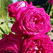 Основное изображение товара