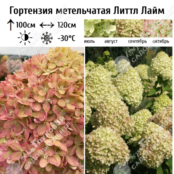 Гортензия метельчатая "Литтл Лайм" на фото