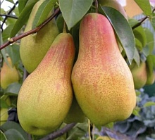 Основное изображение товара