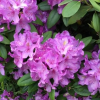 Рододендрон (Rhododendron) крупноцветковый 'Catawbiense Grandiflorum' 80-100 С90 ПЧ/26