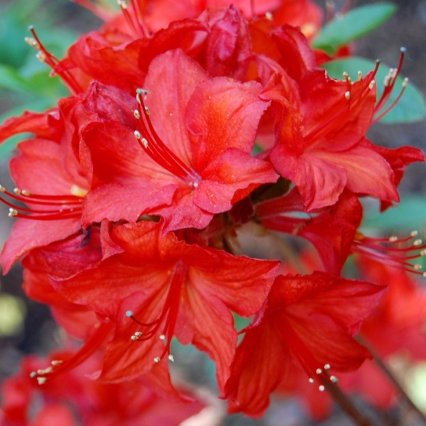 Основное изображение товара