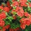 Азалия японская (Azalea japonica) 'Geisha Orange' С3 ПЧ/24