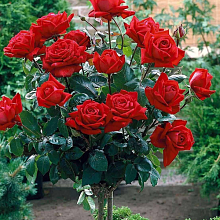 Основное изображение товара