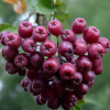 Рябина (Sorbus aucuparia) Гранатная Mst 200-250 ком/сетка РЯр/24