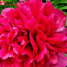 Основное изображение товара