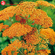 Основное изображение товара