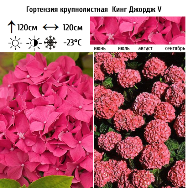 Основное изображение товара