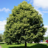 Липа мелколистная (Tilia cordata) 125-150 С7,5 БАл/25