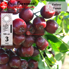 Рябина Титан (скороплодный сорт)