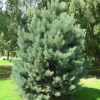 Сосна обыкновенная (Pinus sylvestris) Ватерери 30-40 С5 НБл/24