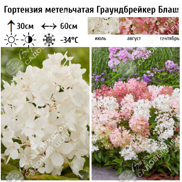 Гортензия метельчатая "Граундбрейкер Блаш" на фото