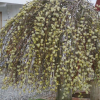 Ива козья (Salix caprea) Кильмарнок Шт-100 С3 ПК/24