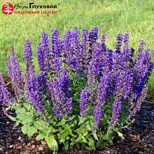 Основное изображение товара