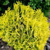 Туя западная (Thuja occidentalis) Даника Ауреа С3 СП/25