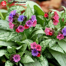 Основное изображение товара