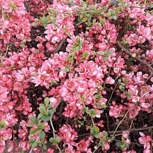 Основное изображение товара