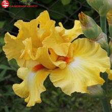 Основное изображение товара