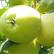 Яблоня Папировка (летний сорт)