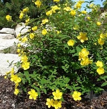 Основное изображение товара