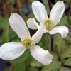 Клематис горный (Clematis montana) 'Alba' С2 НАп/25
