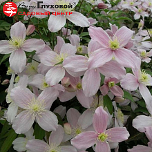 Основное изображение товара