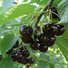 Основное изображение товара