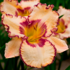 Лилейник (Hemerocallis) Криптик Месседж С3 ГлХ/26